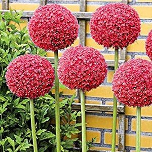 81K-ccQiRFL._SY355_ - 8 COPIATA - Z SEMINTE - ALLIUM GIGANTEUM