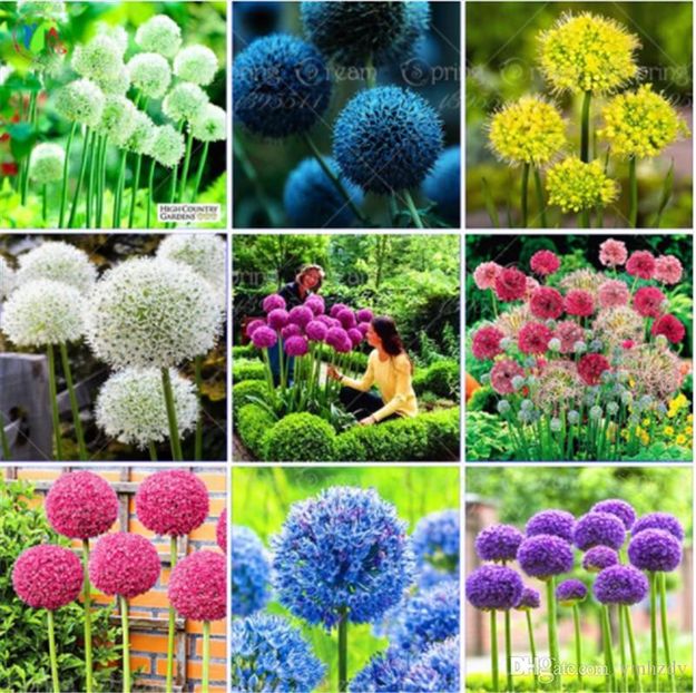 copiata  - MIX - 10 - Z SEMINTE - ALLIUM GIGANTEUM