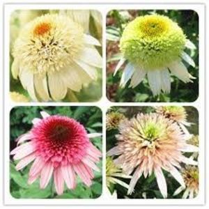 copiata - Z SEMINTE ECHINACEA - MIX - Echinacea Milkshake Chrysanthemum