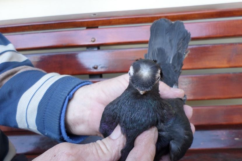 SAM_1330 - POZE 2019