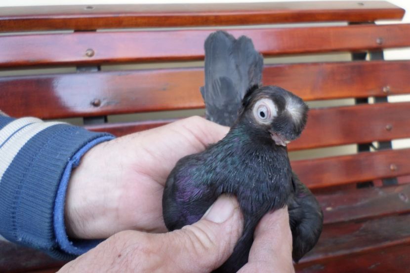 SAM_1331 - POZE 2019