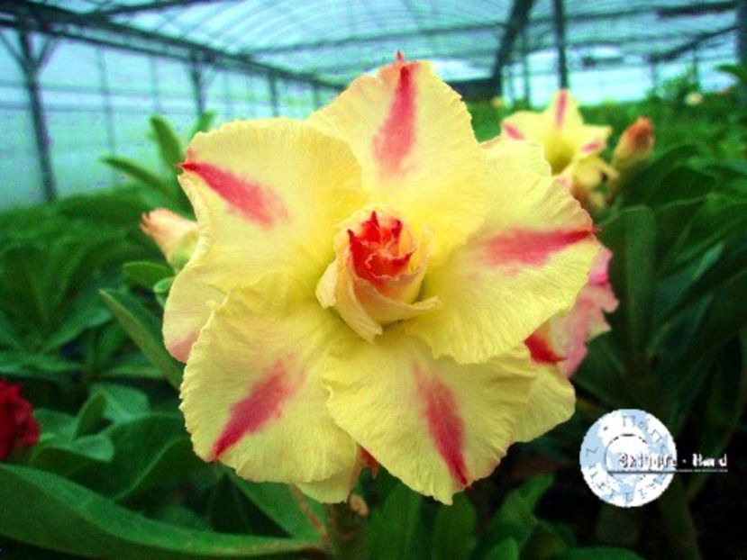 cod 1 - Seminte Adenium 2019