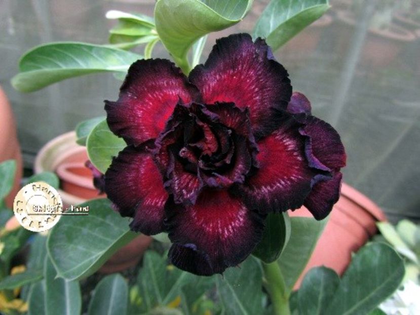 COD 10 - Seminte Adenium 2019