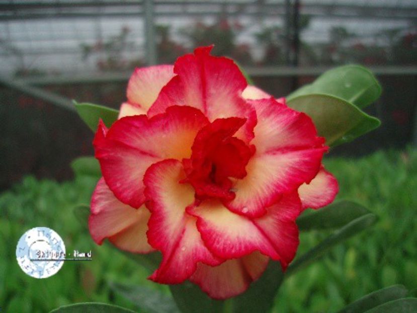 COD 11 - Seminte Adenium 2019