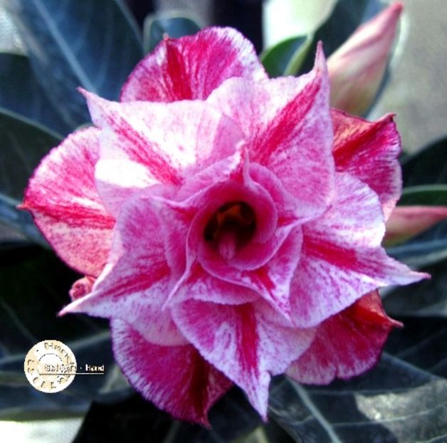 COD 17 - Seminte Adenium 2019