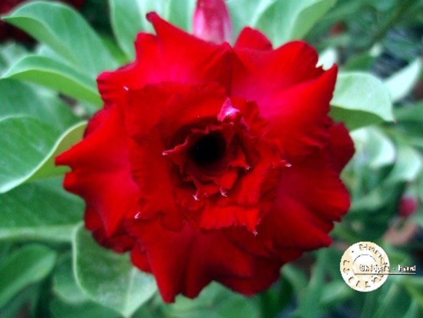 COD 20 - Seminte Adenium 2019