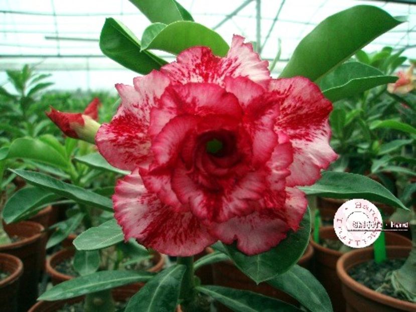 COD 21 - Seminte Adenium 2019