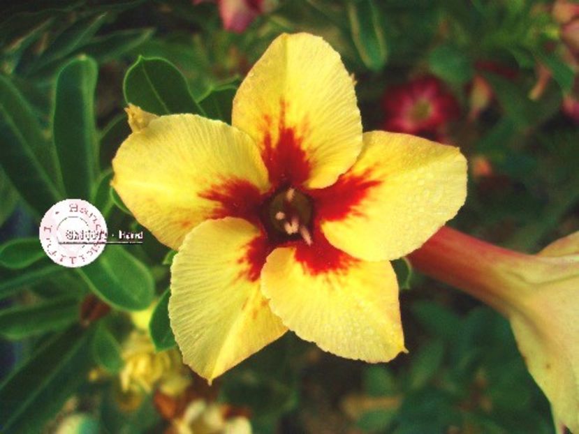 COD 23 - Seminte Adenium 2019