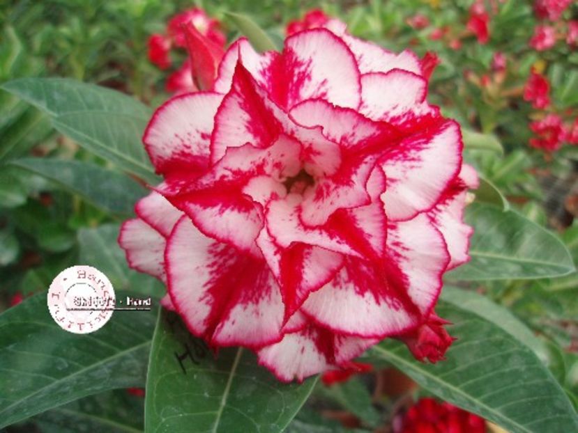 COD 24 - Seminte Adenium 2019