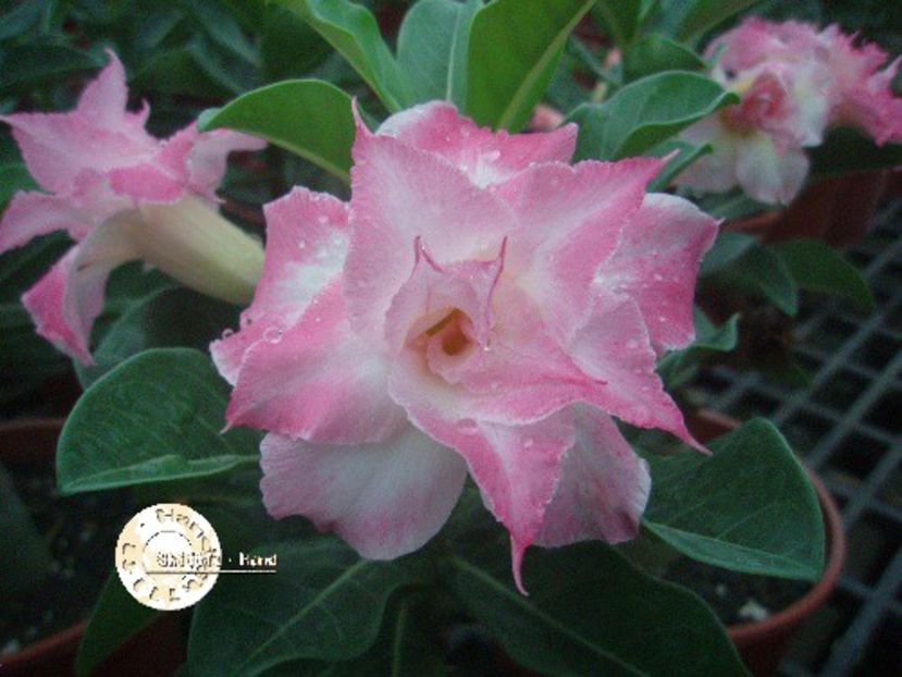 COD 25 - Seminte Adenium 2019