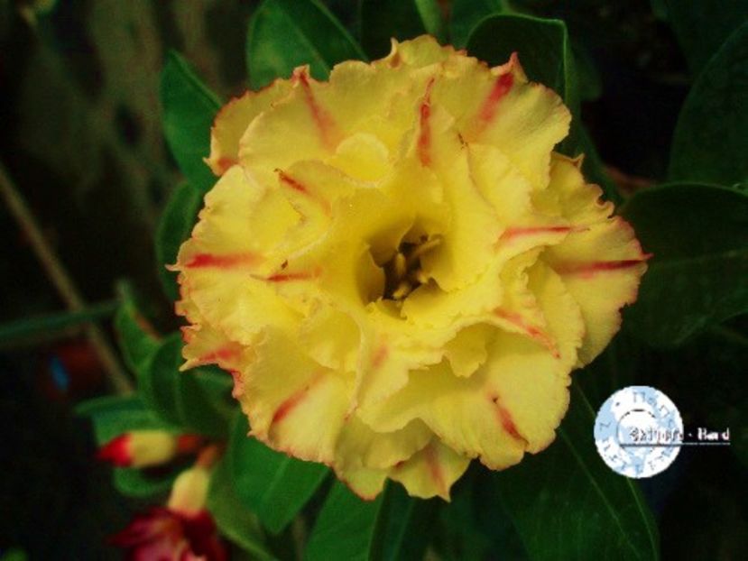 COD 26 - Seminte Adenium 2019