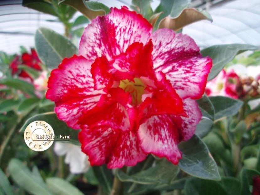 COD 27 - Seminte Adenium 2019