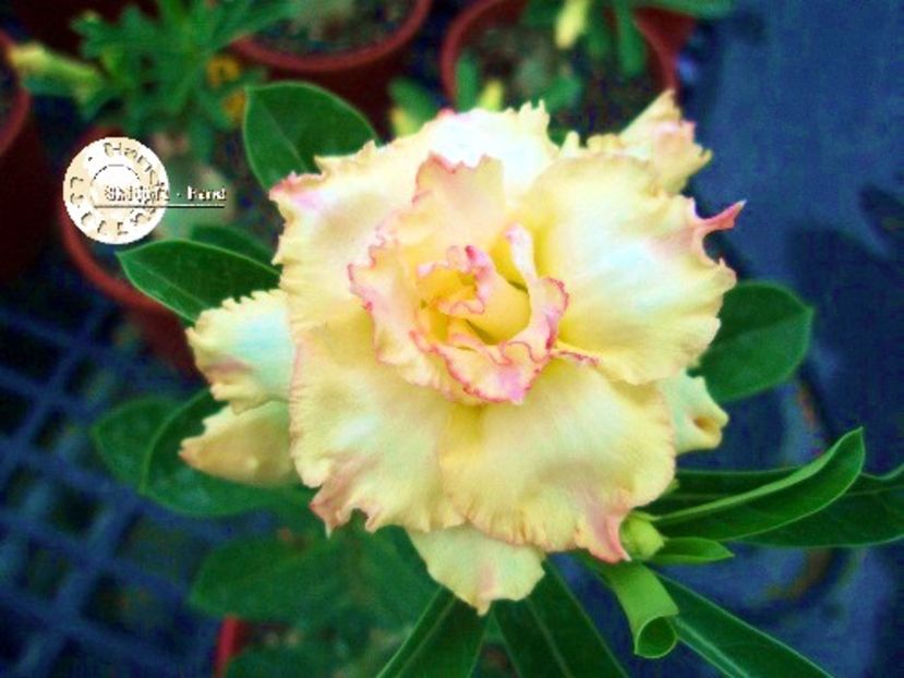 COD 28 - Seminte Adenium 2019