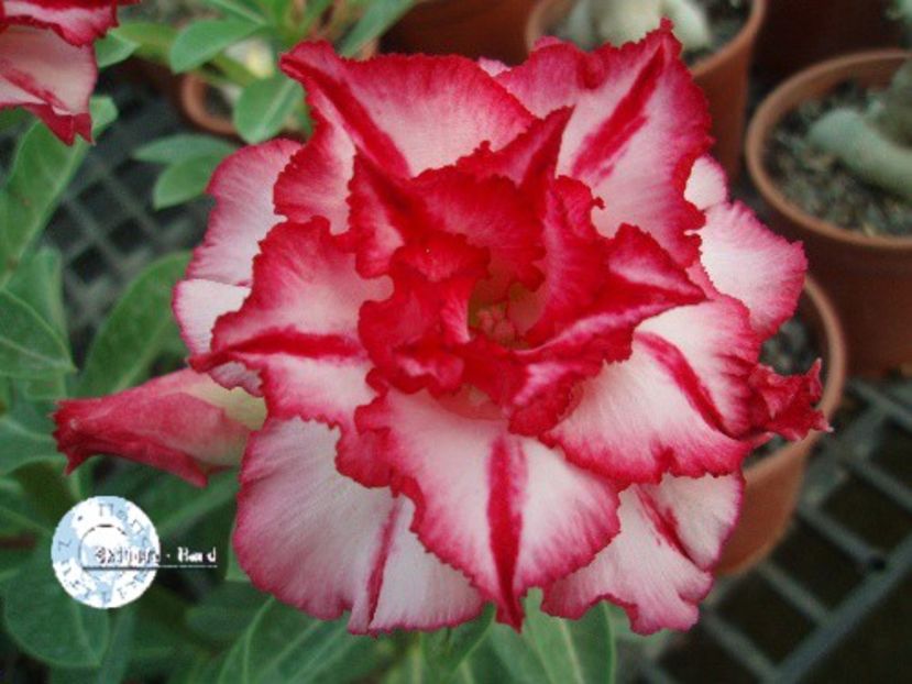 COD 31 - Seminte Adenium 2019