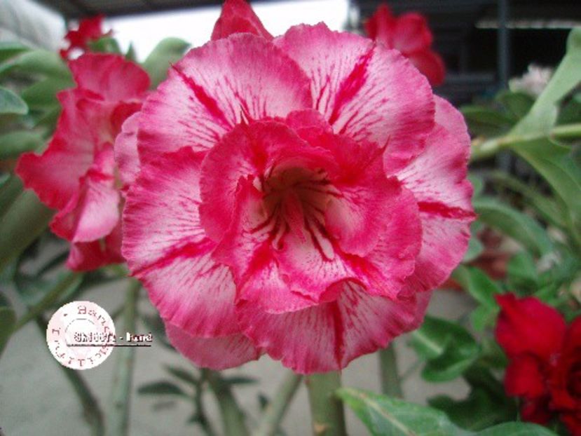 COD 32 - Seminte Adenium 2019