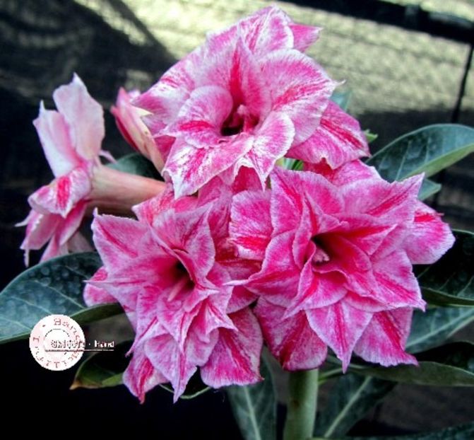 COD 33 - Seminte Adenium 2019
