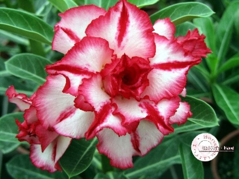 COD 35 - Seminte Adenium 2019