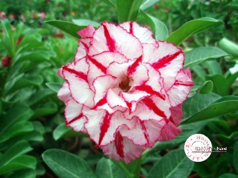 COD 36 - Seminte Adenium 2019