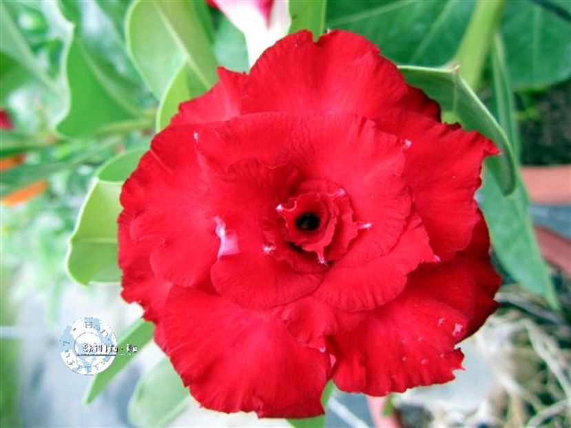 COD 39 - Seminte Adenium 2019