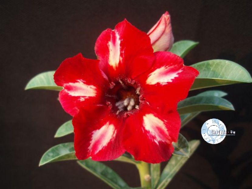 COD 40 - Seminte Adenium 2019