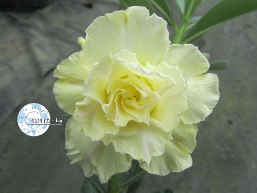 COD 41 - Seminte Adenium 2019