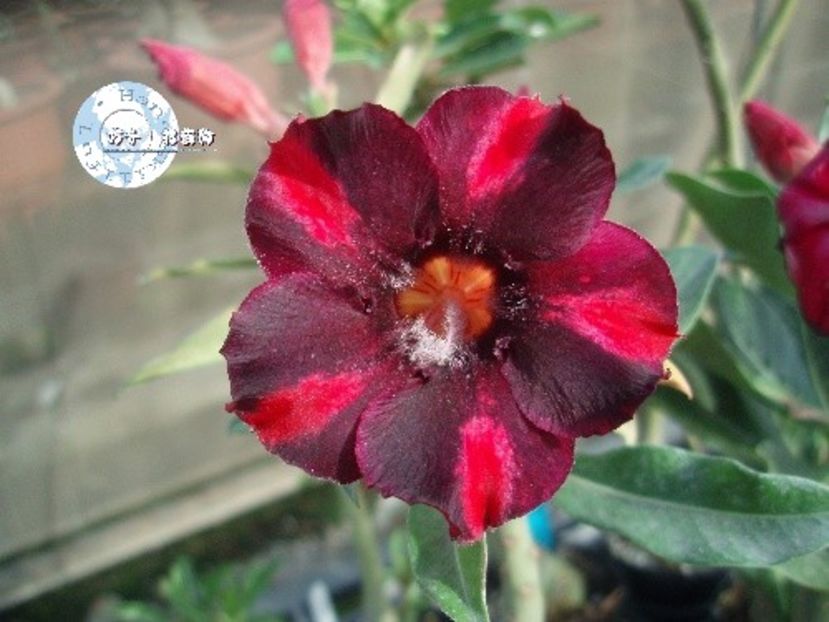 COD 42 - Seminte Adenium 2019