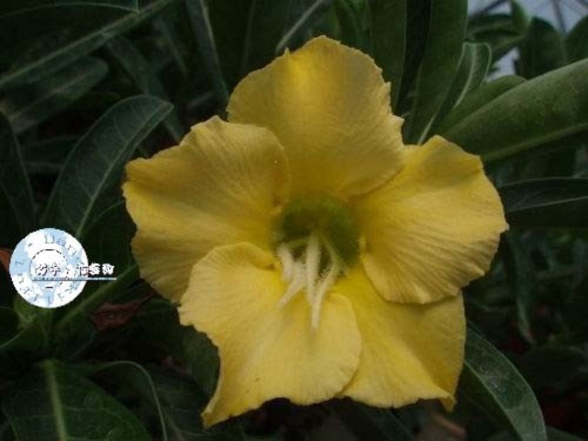 COD 43 - Seminte Adenium 2019