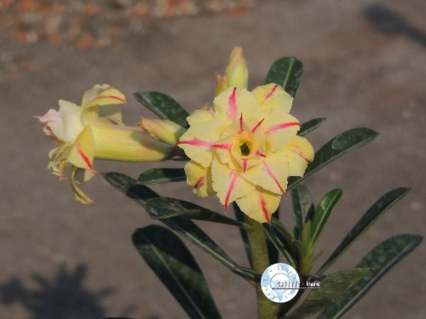 COD 50 - Seminte Adenium 2019