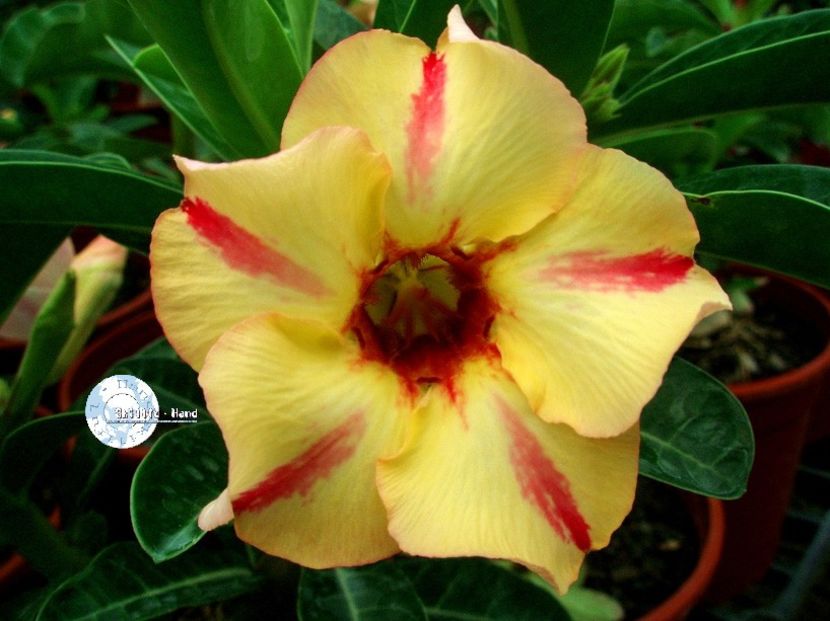 COD 53 - Seminte Adenium 2019