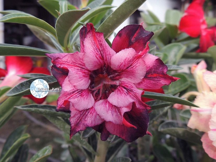 COD 54 - Seminte Adenium 2019