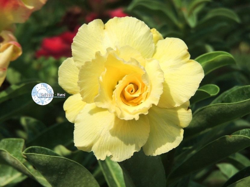 COD 55 - Seminte Adenium 2019