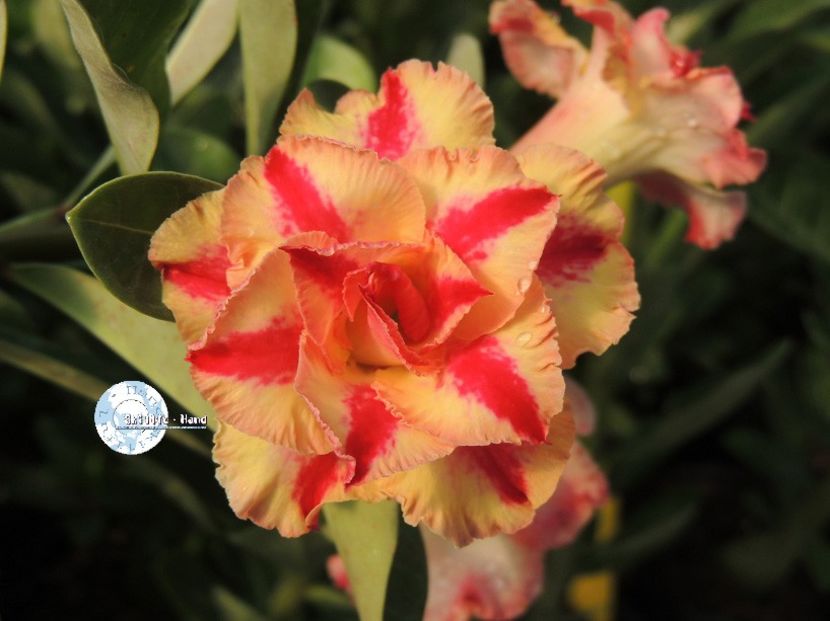 COD 56 - Seminte Adenium 2019