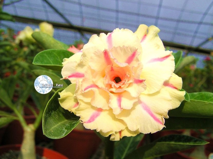 COD 57 - Seminte Adenium 2019