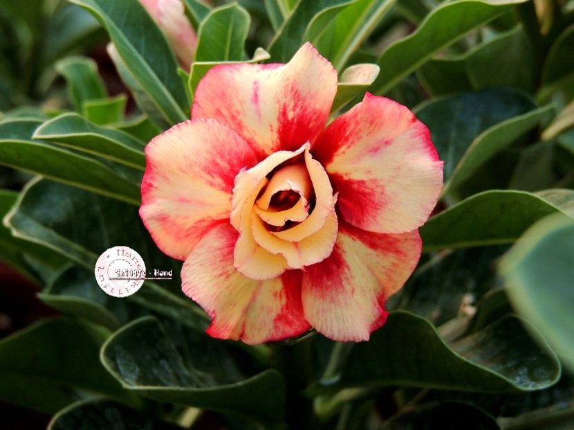 COD 59 - Seminte Adenium 2019