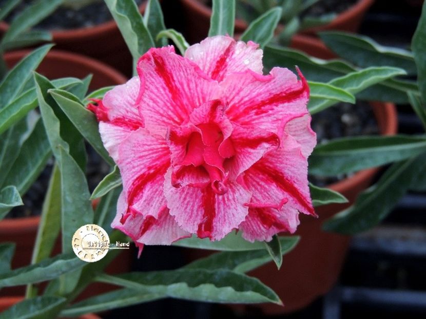 COD 62 - Seminte Adenium 2019