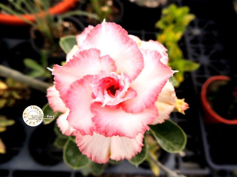 COD 64 - Seminte Adenium 2019