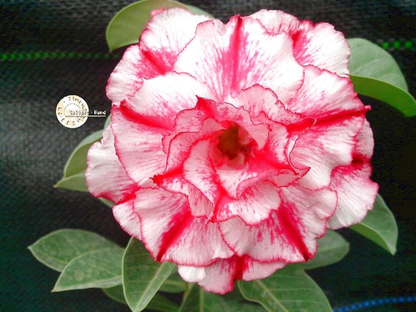 COD 66 - Seminte Adenium 2019