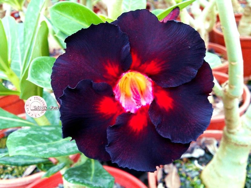 COD 67 - Seminte Adenium 2019