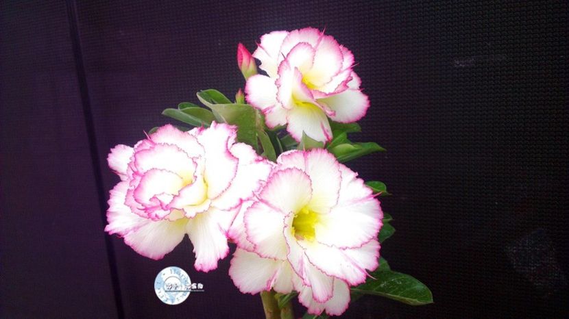 COD 68 - Seminte Adenium 2019