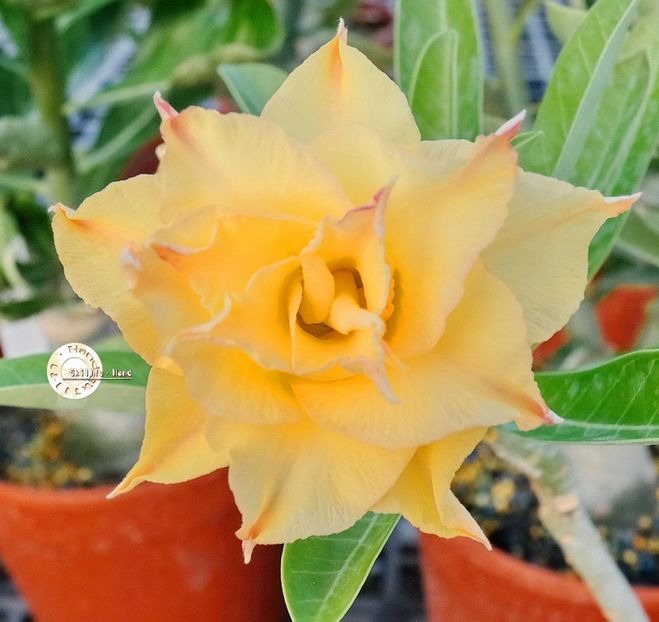 COD 74 - Seminte Adenium 2019