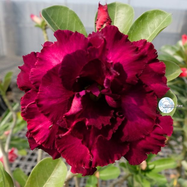 COD 75 - Seminte Adenium 2019