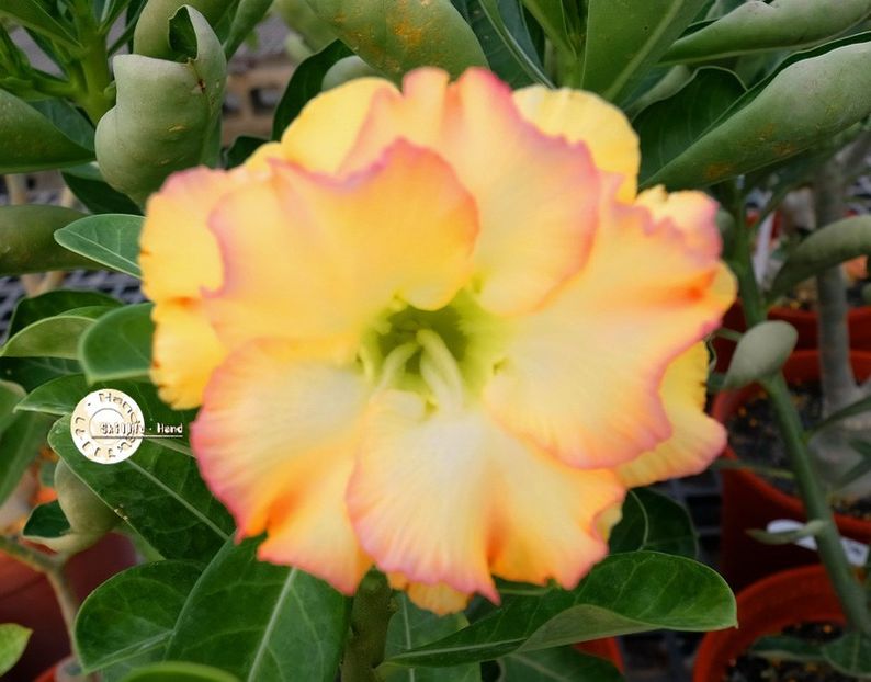 COD 82 - Seminte Adenium 2019