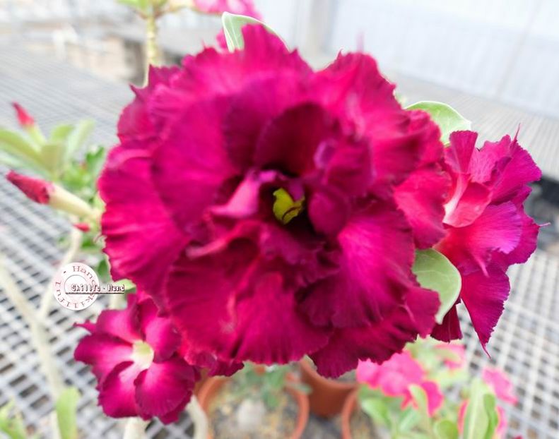 COD 84 - Seminte Adenium 2019