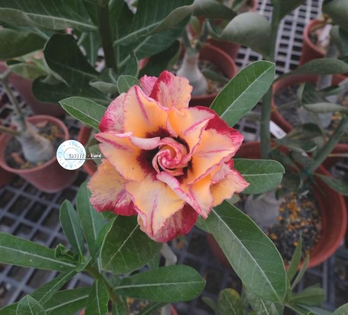 COD 85 - Seminte Adenium 2019