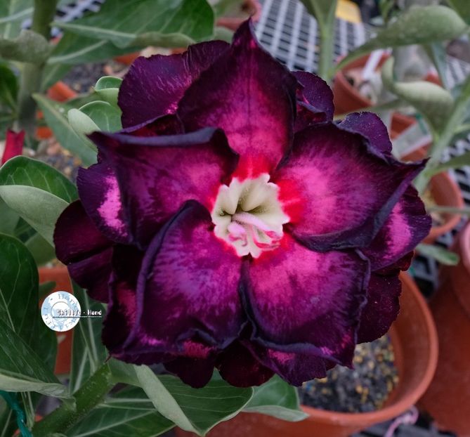 COD 86 - Seminte Adenium 2019