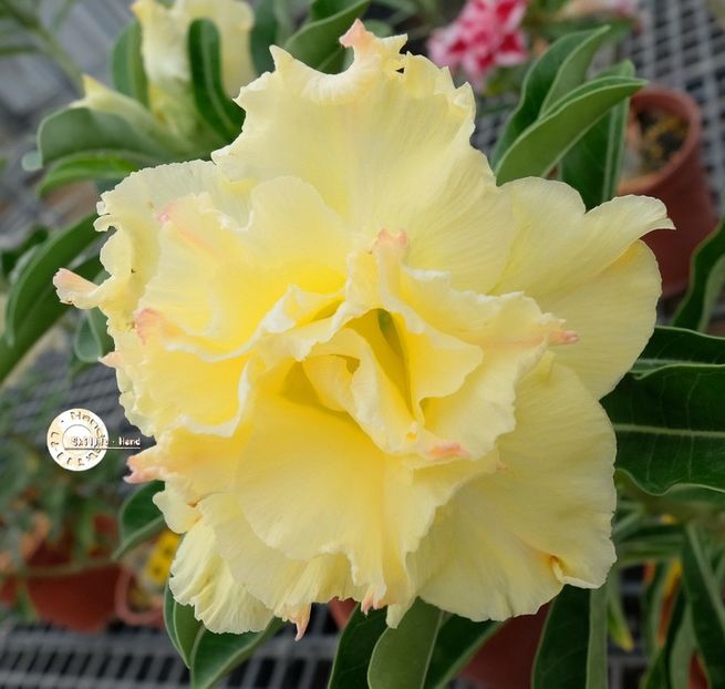 COD 91 - Seminte Adenium 2019