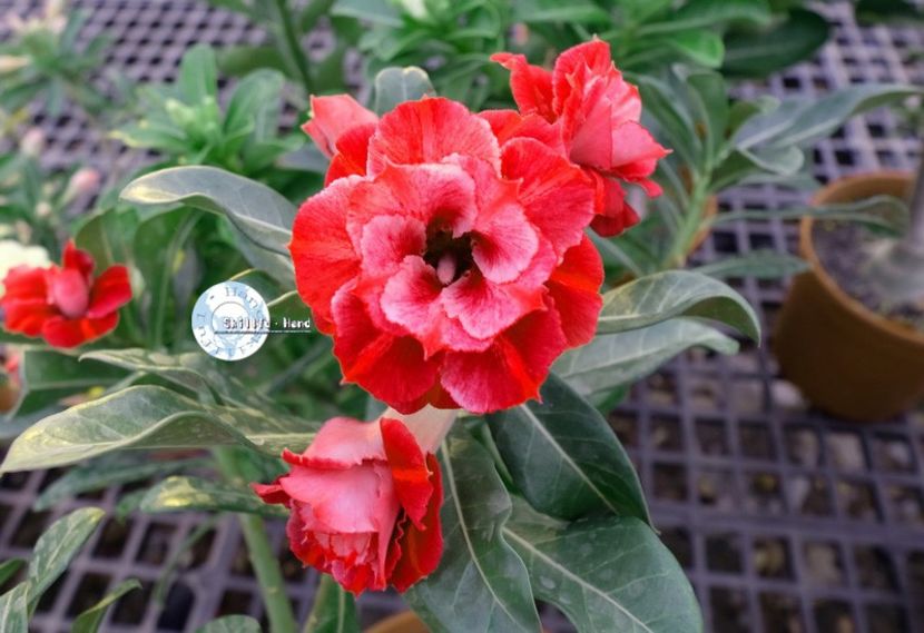 COD 92 - Seminte Adenium 2019