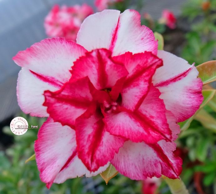 COD 93 - Seminte Adenium 2019