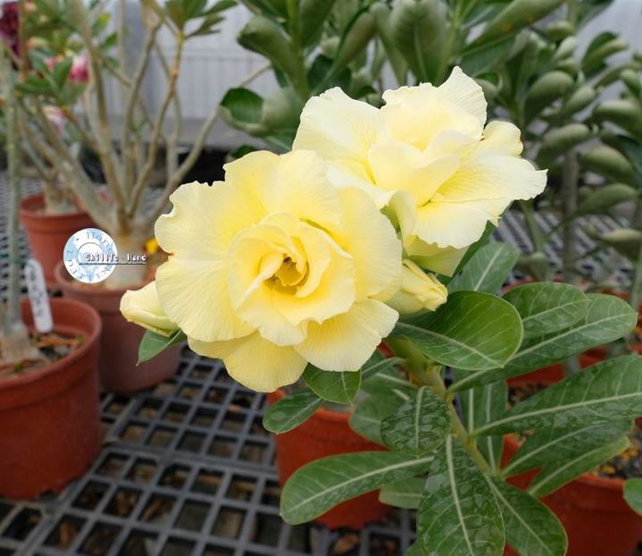 COD 94 - Seminte Adenium 2019