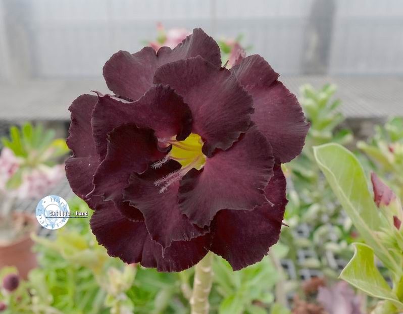 COD 96 - Seminte Adenium 2019